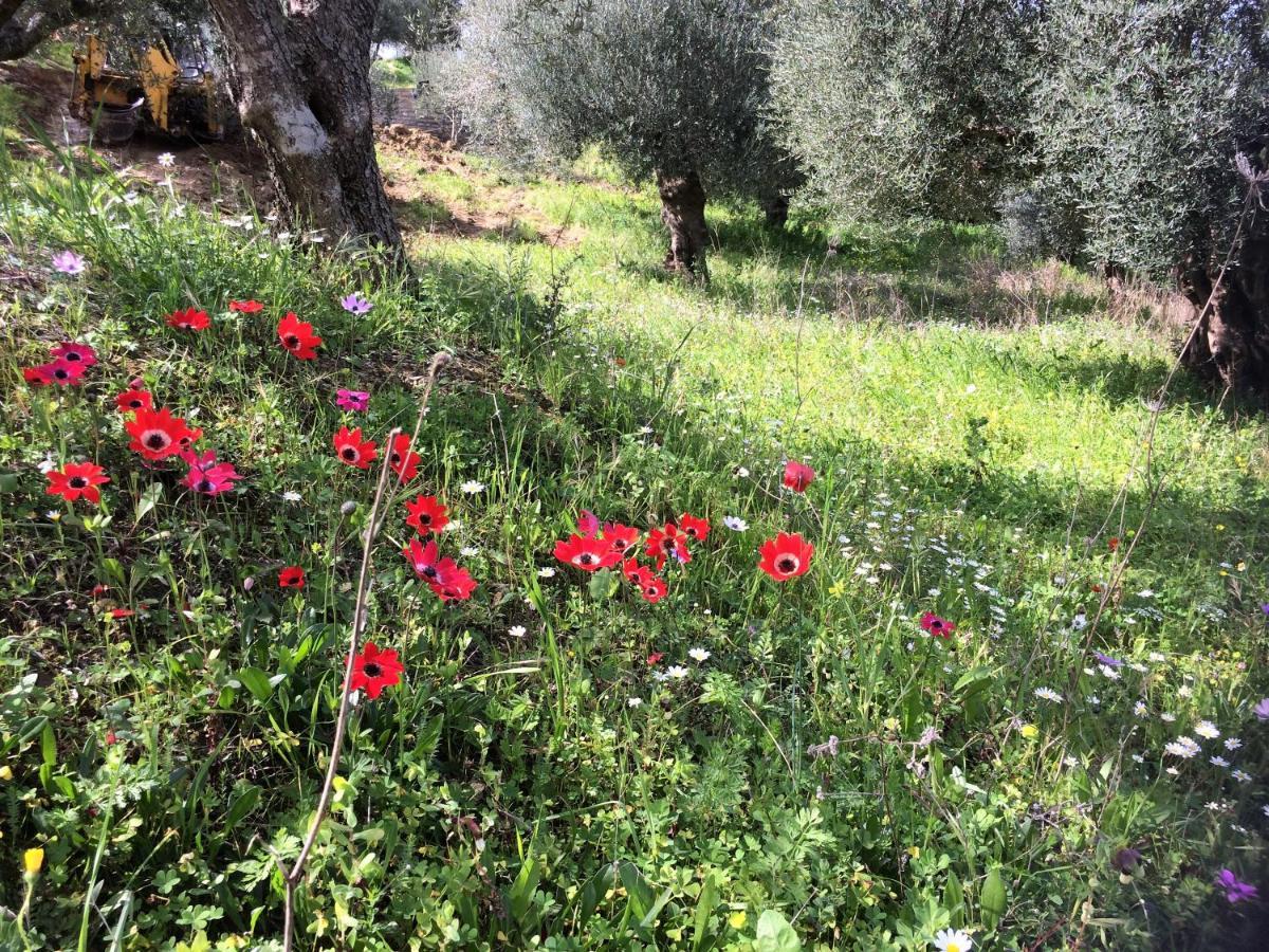 Hakuna Matata Holidays Wooden With Airco & Pool In Greek Olive Grove Lodge *