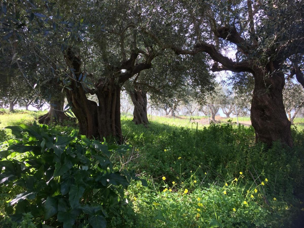 Hakuna Matata Holidays Wooden With Airco & Pool In Greek Olive Grove Lodge Methone