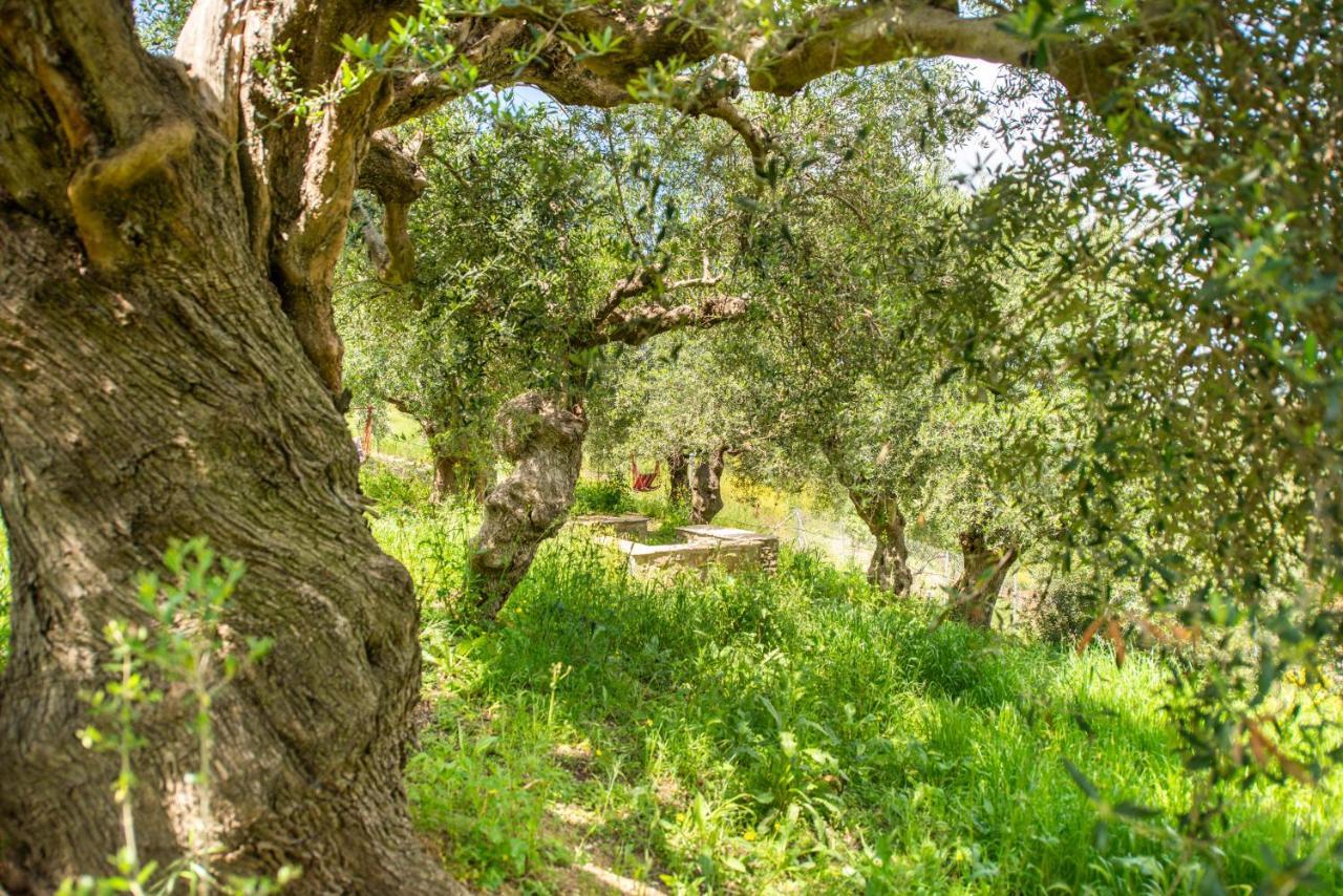 Hakuna Matata Holidays Wooden With Airco & Pool In Greek Olive Grove Lodge *